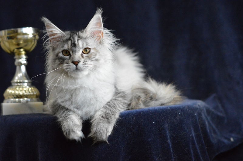 Teva Akbars - Kitten maine-coon 5 months