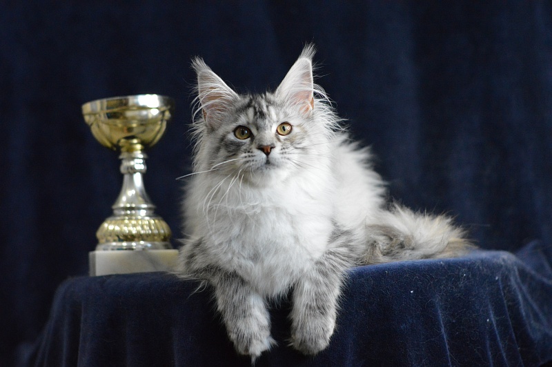 Teva Akbars - Kitten maine-coon 5 months