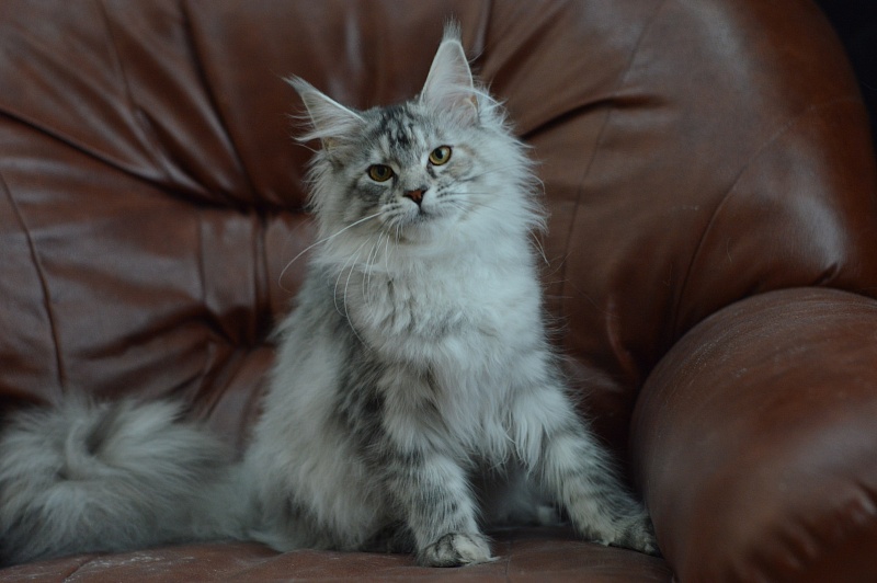 Teva Akbars - Kitten maine-coon 5 months 2.5 weeks