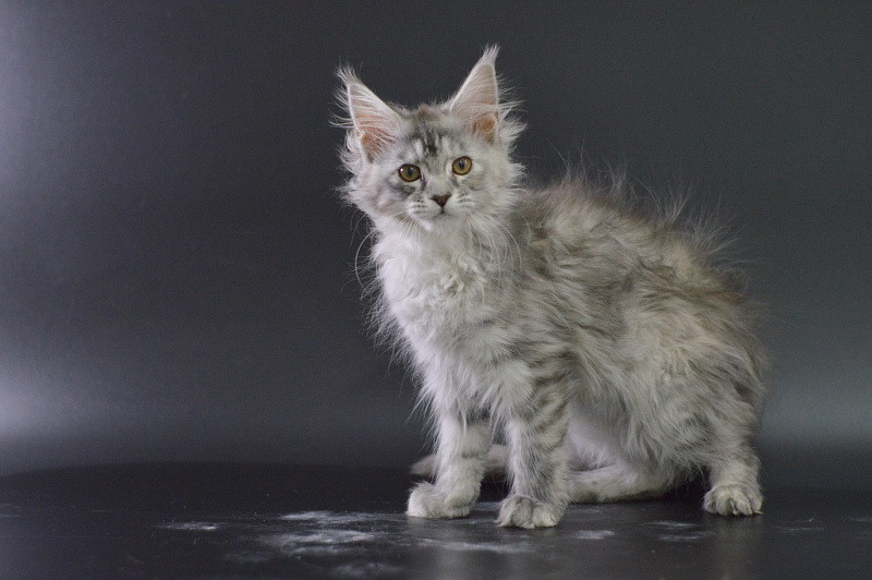 Teva Akbars - Kitten maine-coon 3 months
