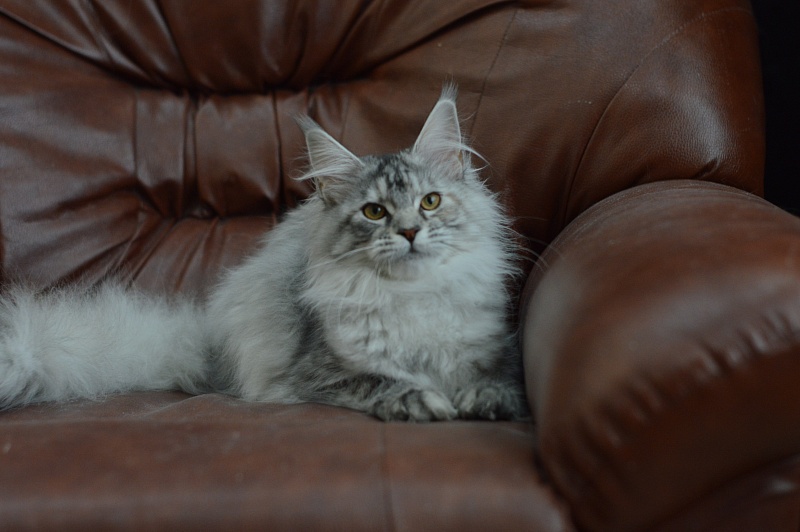 Teva Akbars - Kitten maine-coon 5 months 2.5 weeks