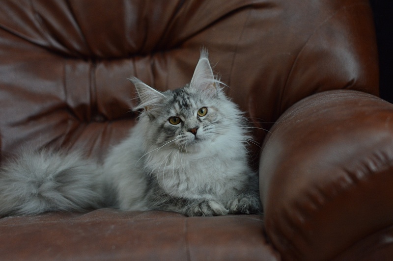 Teva Akbars - Kitten maine-coon 5 months 2.5 weeks