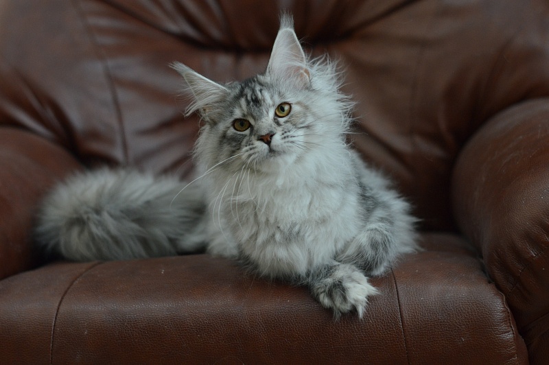 Teva Akbars - Kitten maine-coon 5 months 2.5 weeks