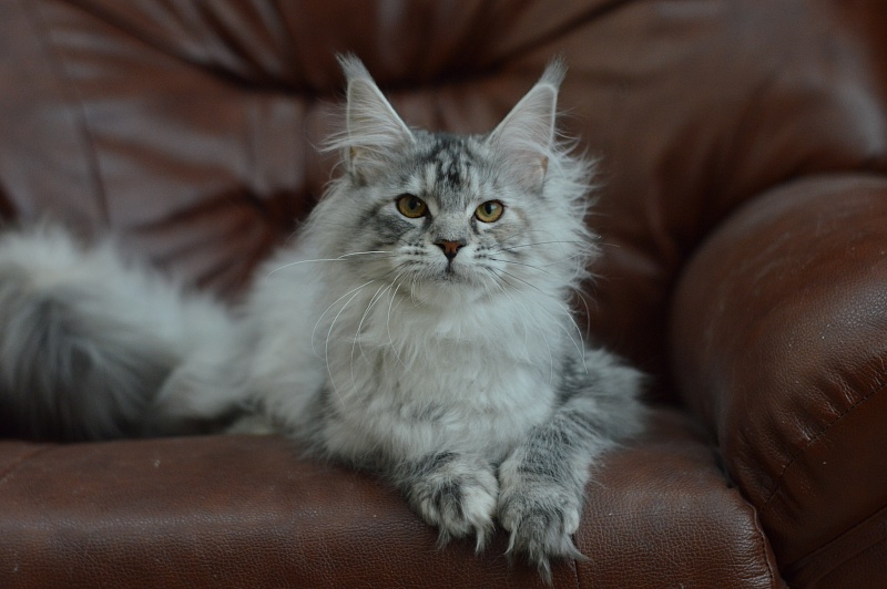 Teva Akbars - Kitten maine-coon 5 months 2.5 weeks