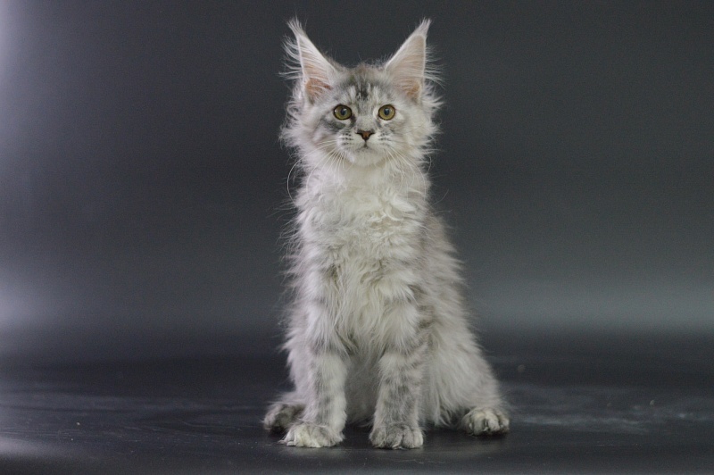 Teva Akbars - Kitten maine-coon 3 months