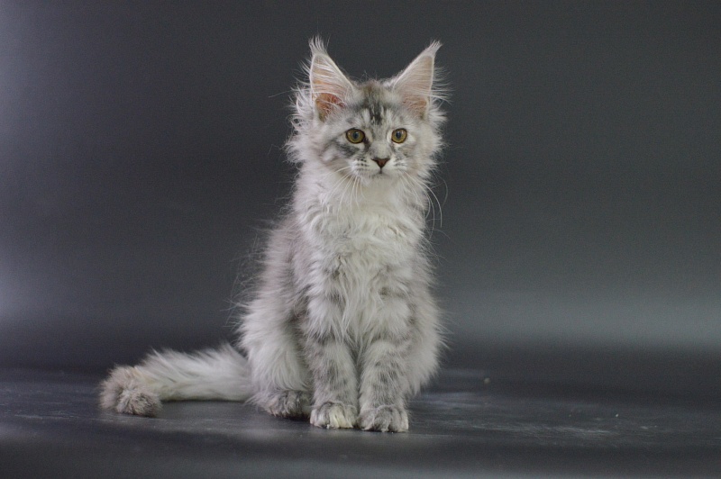 Teva Akbars - Kitten maine-coon 3 months