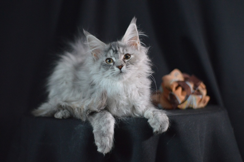 Teva Akbars - Kitten maine-coon 3 months 2 weeks