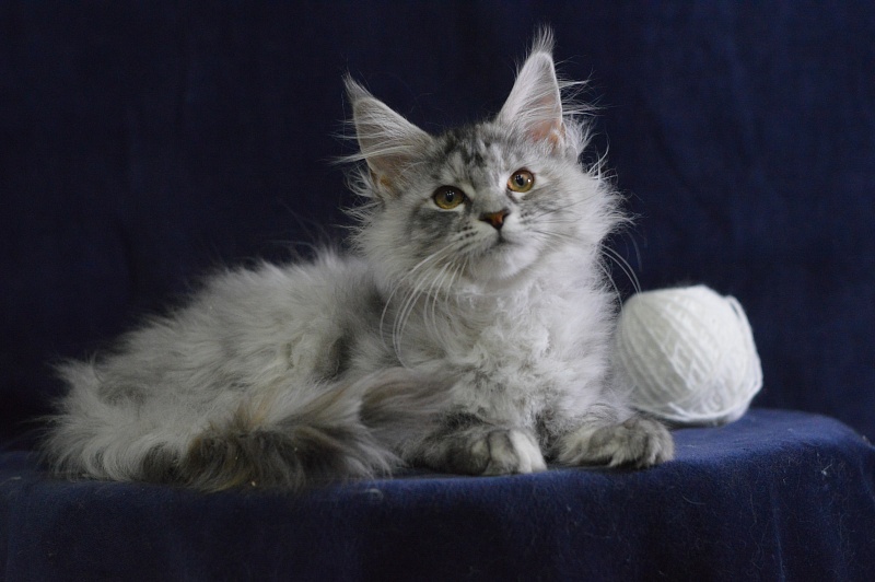 Teva Akbars - Kitten maine-coon 3 months 3 weeks