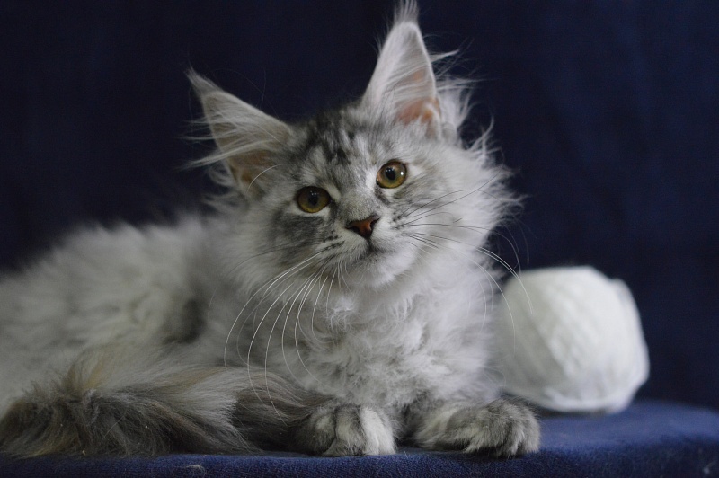 Teva Akbars - Kitten maine-coon 3 months 3 weeks