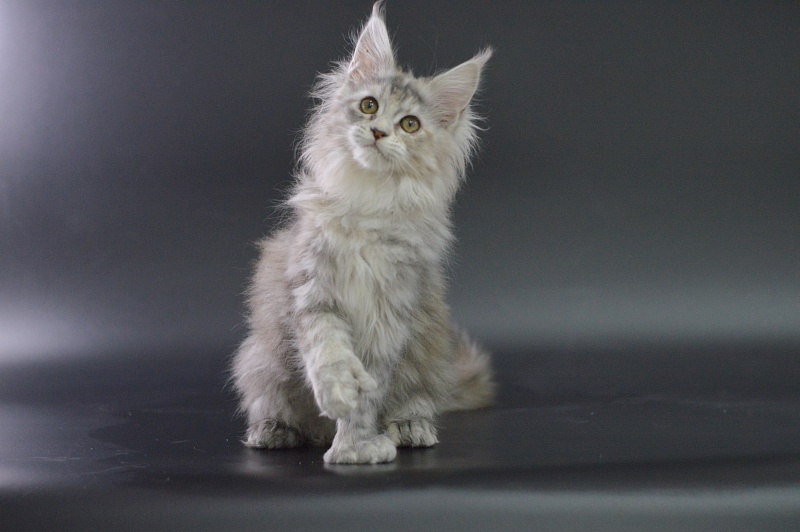 Tiramisu Akbars (polydactyl) 56/66 - Kitten maine-coon 3 months