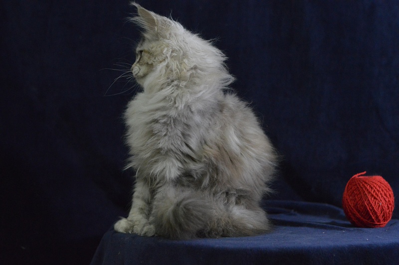 Tiramisu Akbars (polydactyl) 56/66 - Kitten maine-coon 3 months 3 weeks