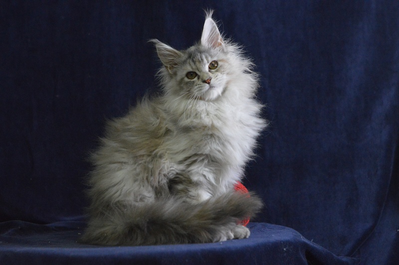 Tiramisu Akbars (polydactyl) 56/66 - Kitten maine-coon 3 months 3 weeks