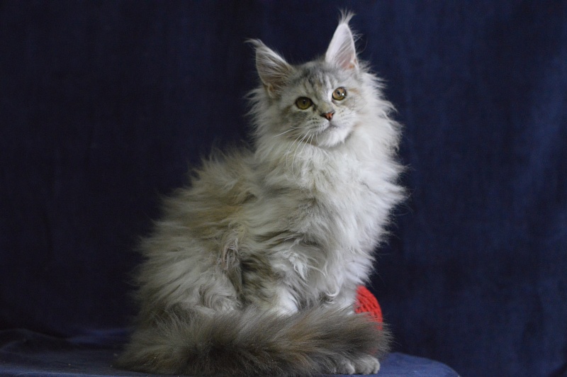 Tiramisu Akbars (polydactyl) 56/66 - Kitten maine-coon 3 months 3 weeks