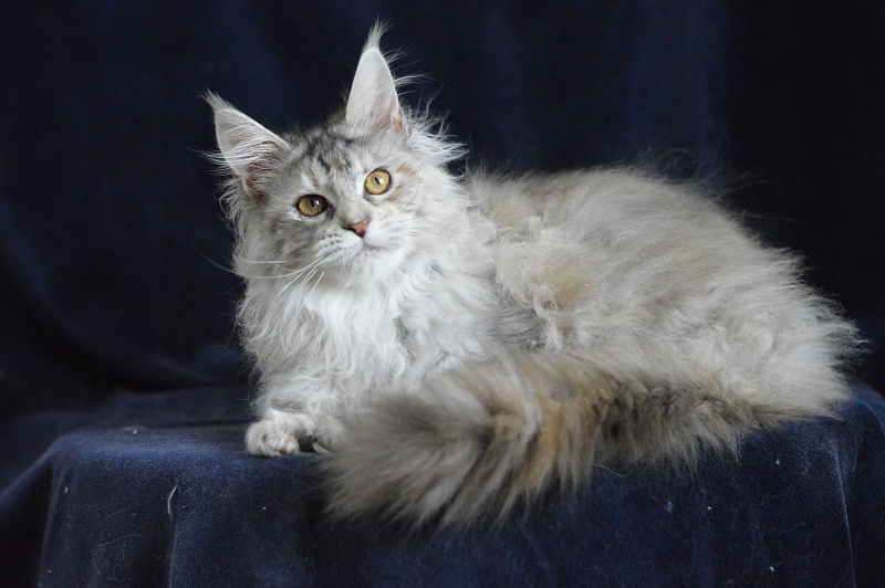 Tiramisu Akbars (polydactyl) 56/66 - Kitten maine-coon 5 months