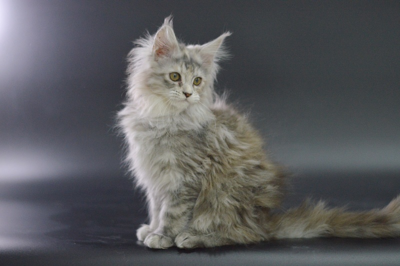 Tiramisu Akbars (polydactyl) 56/66 - Kitten maine-coon 3 months