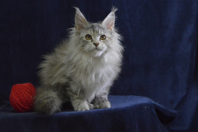 Tiramisu Akbars (polydactyl) 56/66 - Kitten maine-coon 3 months 3 weeks