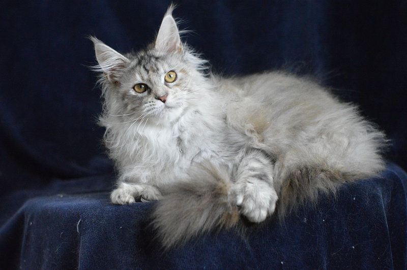Tiramisu Akbars (polydactyl) 56/66 - Kitten maine-coon 5 months