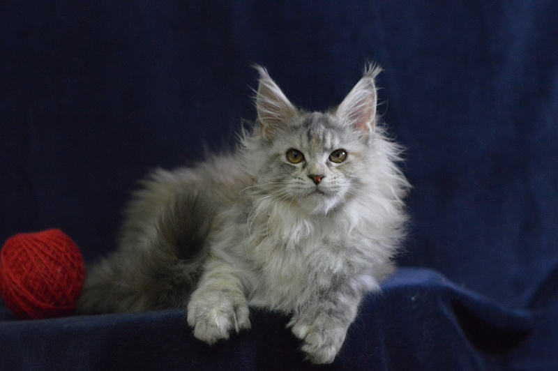 Tiramisu Akbars (polydactyl) 56/66 - Kitten maine-coon 3 months 3 weeks