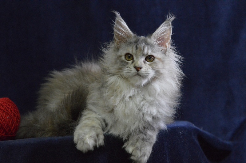 Tiramisu Akbars (polydactyl) 56/66 - Kitten maine-coon 3 months 3 weeks