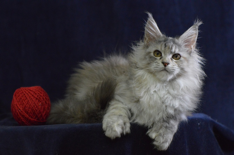 Tiramisu Akbars (polydactyl) 56/66 - Kitten maine-coon 3 months 3 weeks