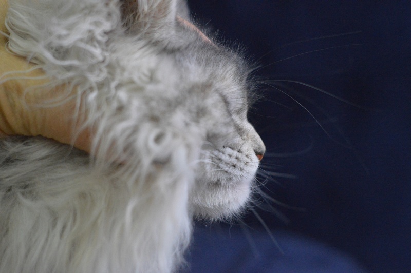 Tiramisu Akbars (polydactyl) 56/66 - Kitten maine-coon 3 months 3 weeks