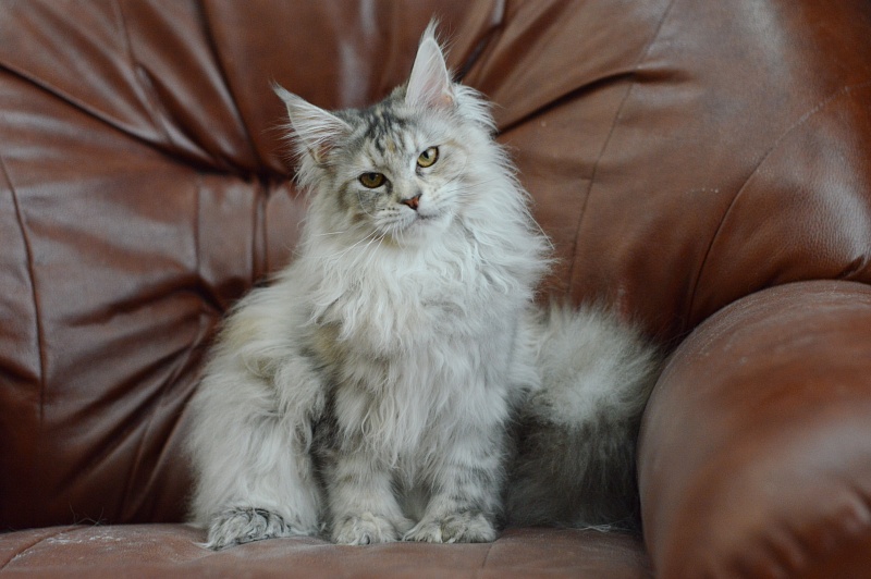 Tiramisu Akbars (polydactyl) 56/66 - Kitten maine-coon 5 months 2.5 weeks