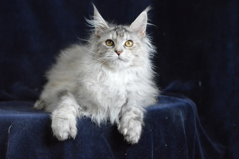 Tiramisu Akbars (polydactyl) 56/66 - Kitten maine-coon 5 months