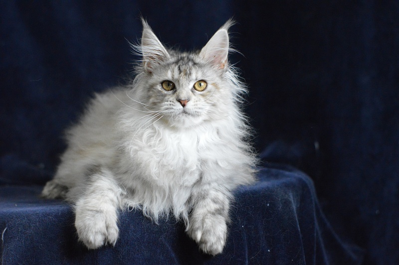 Tiramisu Akbars (polydactyl) 56/66 - Kitten maine-coon 5 months