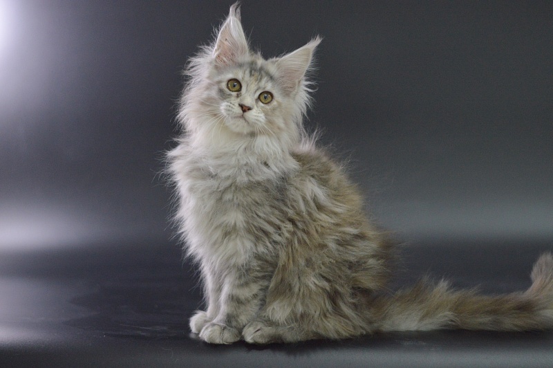 Tiramisu Akbars (polydactyl) 56/66 - Kitten maine-coon 3 months