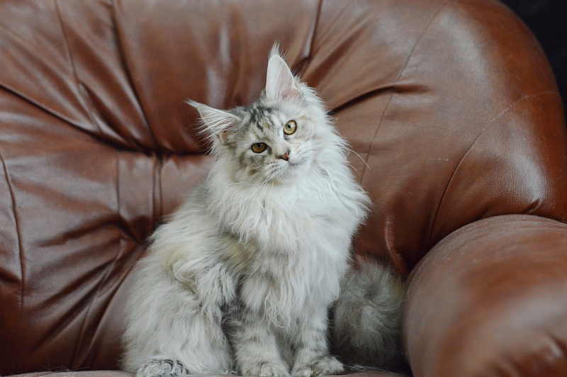 Tiramisu Akbars (polydactyl) 56/66 - Kitten maine-coon 5 months 2.5 weeks
