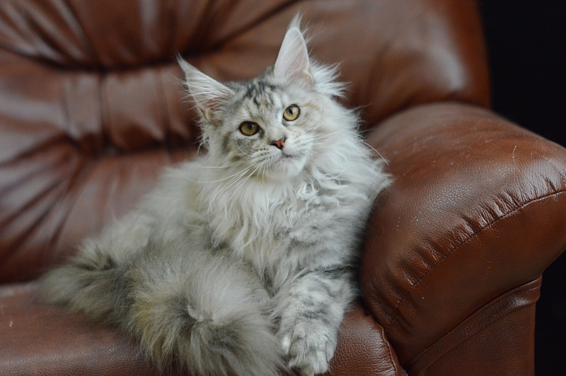 Tiramisu Akbars (polydactyl) 56/66 - Kitten maine-coon 5 months 2.5 weeks