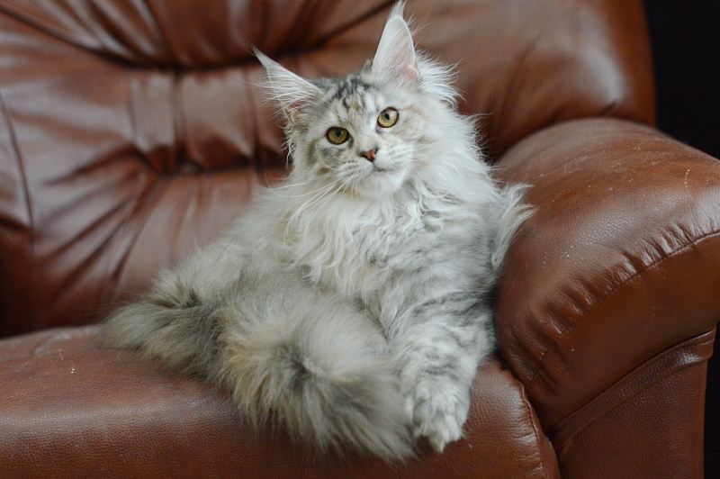 Tiramisu Akbars (polydactyl) 56/66 - Kitten maine-coon 5 months 2.5 weeks