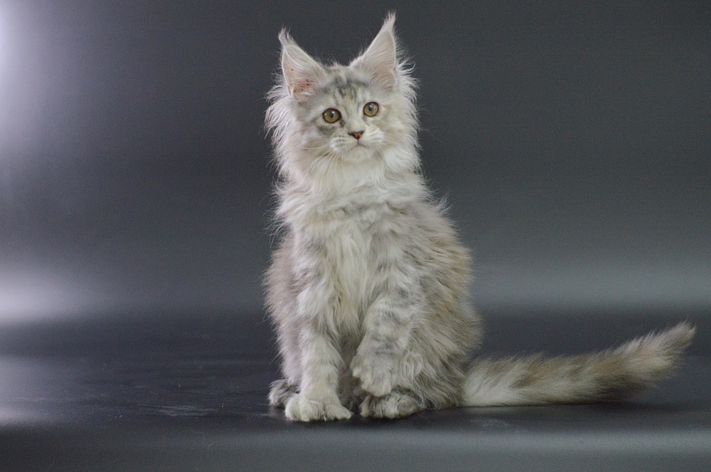 Tiramisu Akbars (polydactyl) 56/66 - Kitten maine-coon 3 months