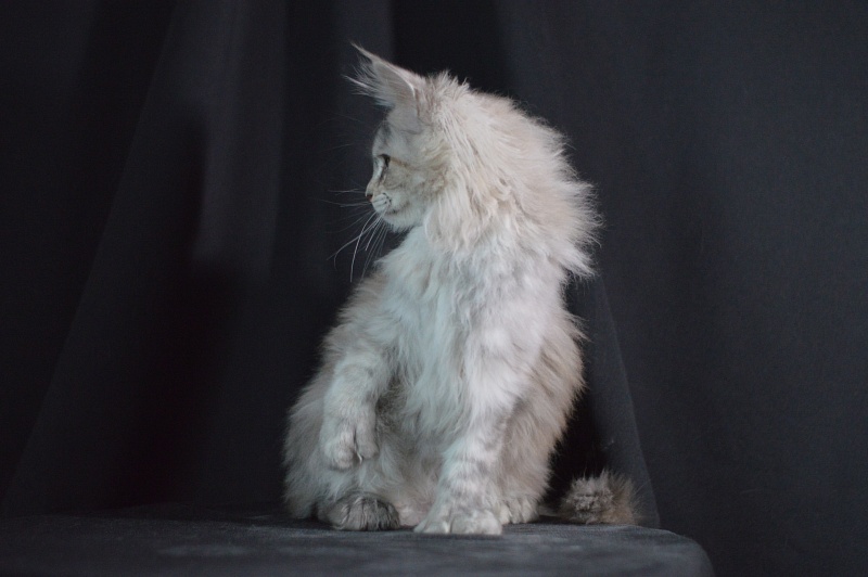 Tiramisu Akbars (polydactyl) 56/66 - Kitten maine-coon 3 months 2 weeks