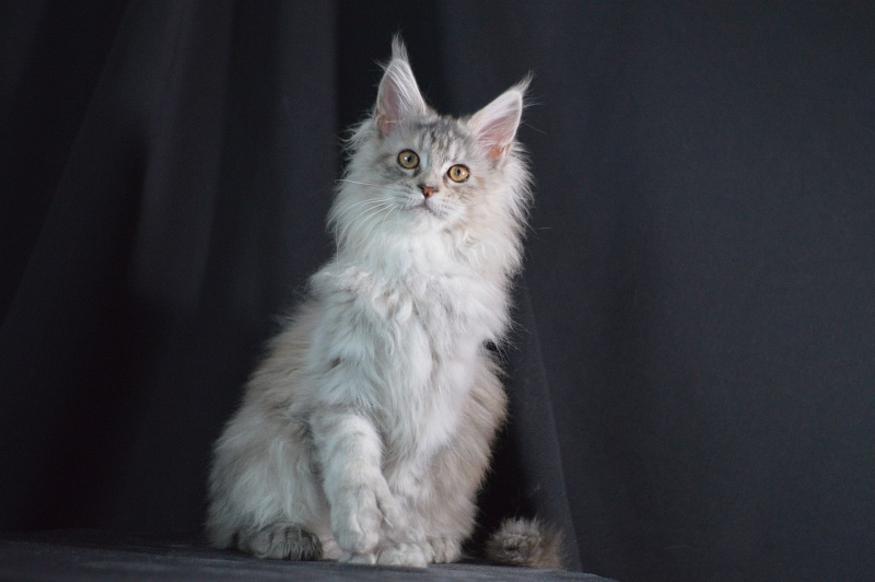 Tiramisu Akbars (polydactyl) 56/66 - Kitten maine-coon 3 months 2 weeks