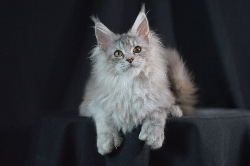 Tiramisu Akbars (polydactyl) 56/66 - Kitten maine-coon 3 months 2 weeks