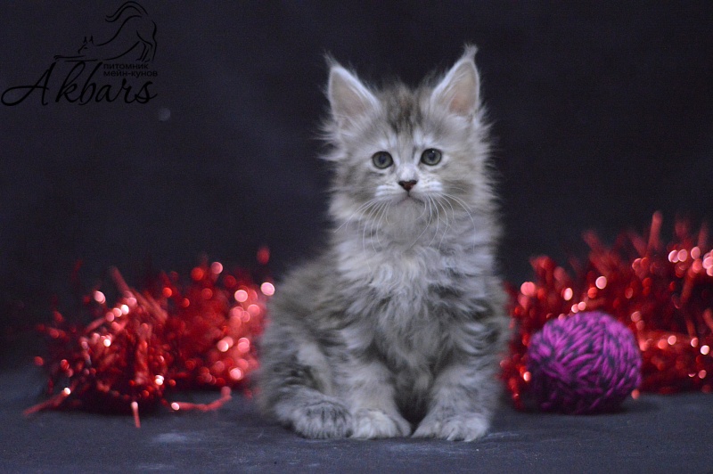 Tiramisu Akbars (polydactyl) 56/66 - Kitten maine-coon 1 month 1 week