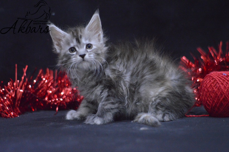 Tiramisu Akbars (polydactyl) 56/66 - Kitten maine-coon 1 month 1 week