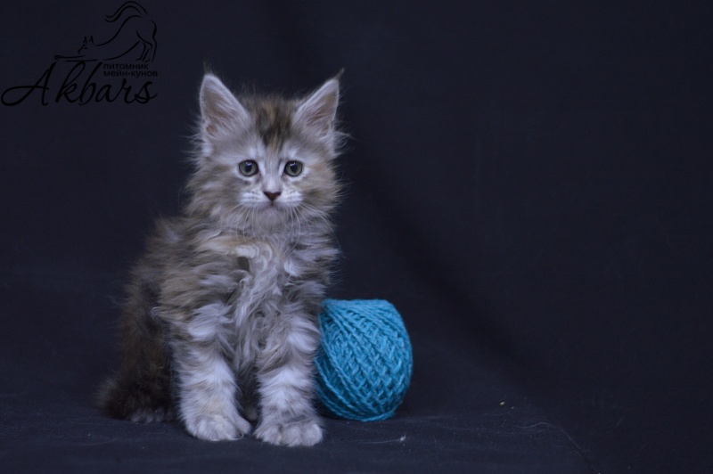 Tiramisu Akbars (polydactyl) 56/66 - Kitten maine-coon 1 month 3.5 weeks