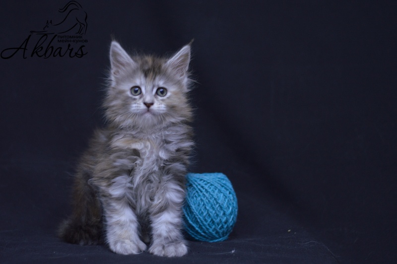 Tiramisu Akbars (polydactyl) 56/66 - Kitten maine-coon 1 month 3.5 weeks