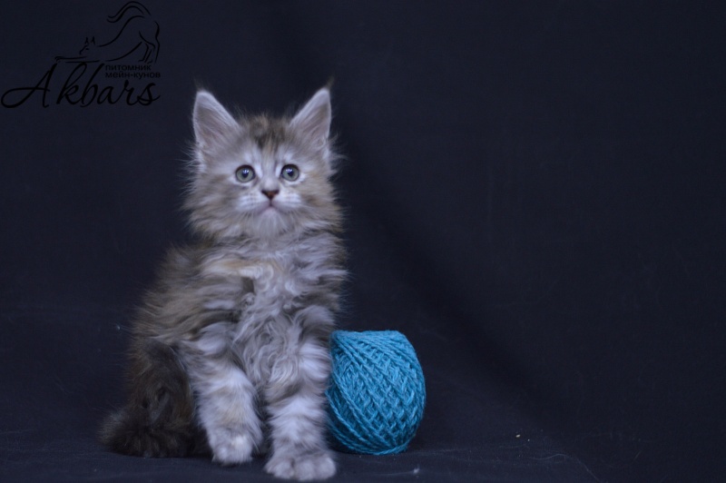 Tiramisu Akbars (polydactyl) 56/66 - Kitten maine-coon 1 month 3.5 weeks