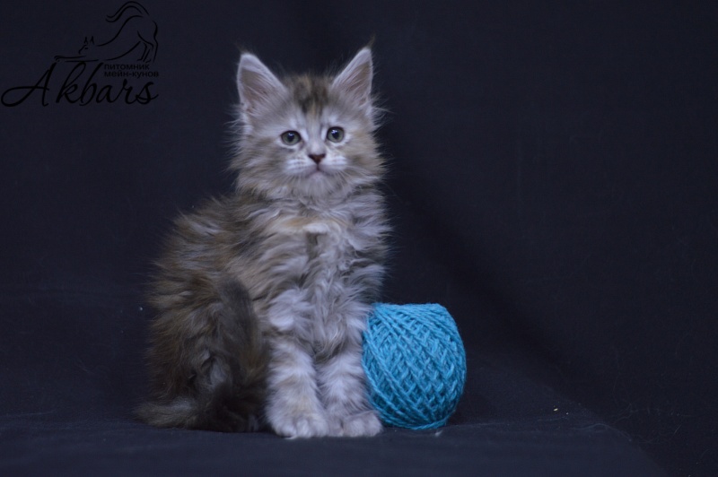 Tiramisu Akbars (polydactyl) 56/66 - Kitten maine-coon 1 month 3.5 weeks
