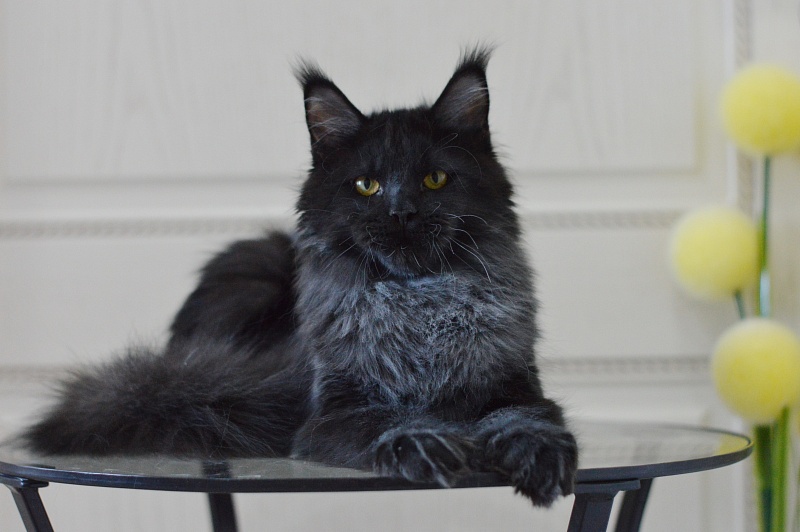 Vulcan Akbars (polydactyl) 56/66 - Kitten maine-coon 5 months 4 weeks