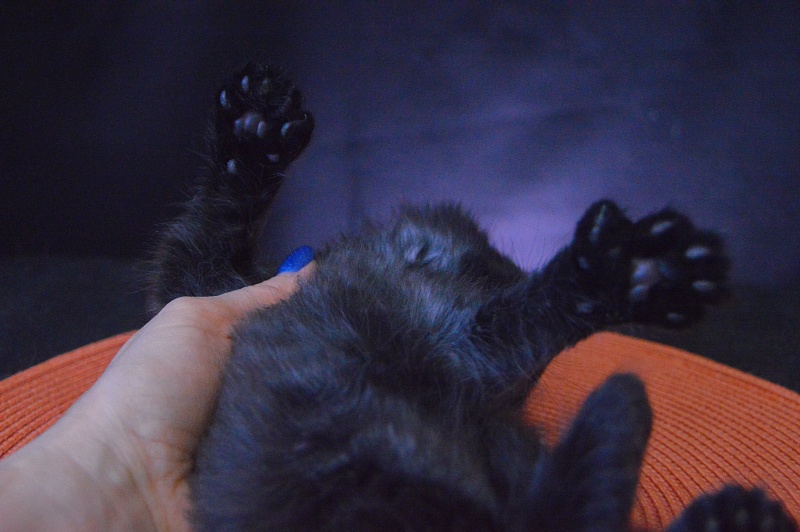 Vulcan Akbars (polydactyl) 56/66 - Kitten maine-coon 3.5 weeks