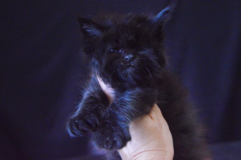Vulcan Akbars (polydactyl) 56/66 - Kitten maine-coon 3.5 weeks