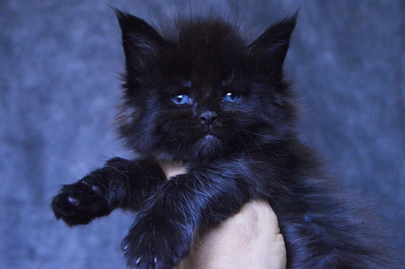 Vulcan Akbars (polydactyl) 56/66 - Kitten maine-coon 3.5 weeks