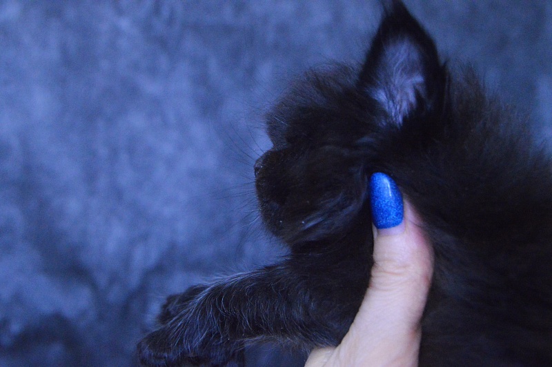 Vulcan Akbars (polydactyl) 56/66 - Kitten maine-coon 3.5 weeks