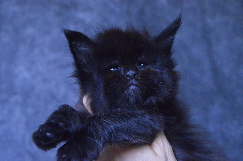 Vulcan Akbars (polydactyl) 56/66 - Kitten maine-coon 3.5 weeks