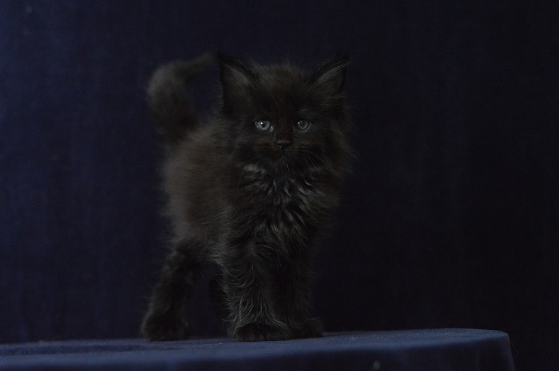 Vulcan Akbars (polydactyl) 56/66 - Kitten maine-coon 1 month 1 week