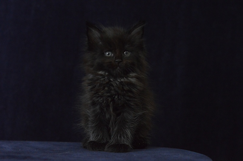 Vulcan Akbars (polydactyl) 56/66 - Kitten maine-coon 1 month 1 week